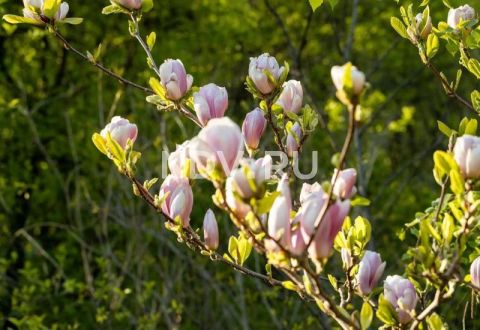 Сакура в Москве: семь мест, куда еще можно успеть в этом апреле